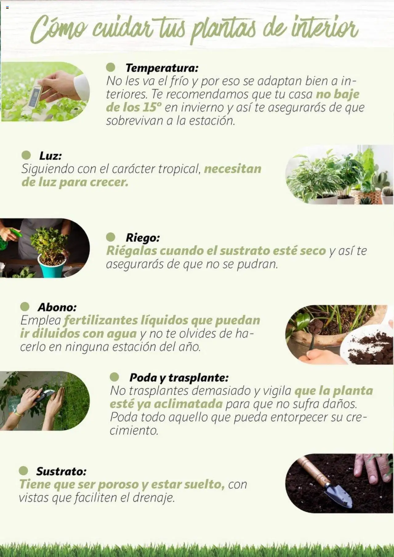 Alcampo - Jardín │ válido desde el 11.02.2025 | Página: 19 | Productos: Té