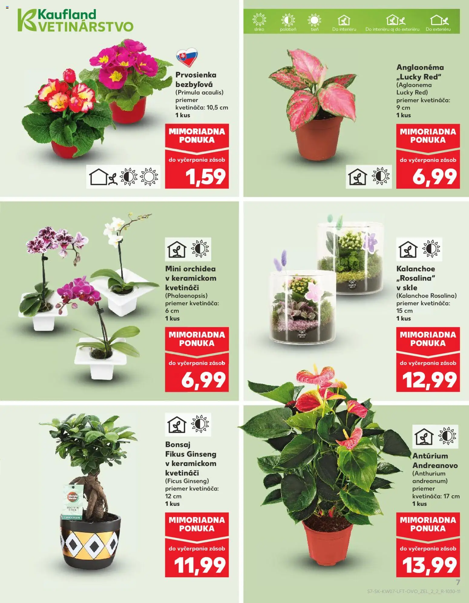 Nové Kaufland akcie – leták je platný od 12.02.2026 | Strana: 7 | Produkty: Orchidea