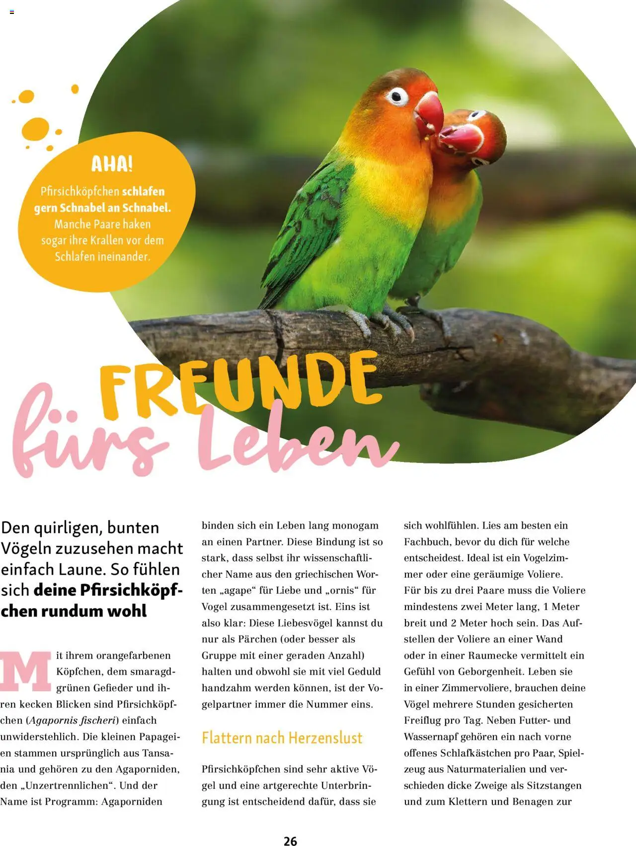 Fressnapf Magazin – gültig ab 01.09.2025 | Seite: 26 | Produkte: Spiel