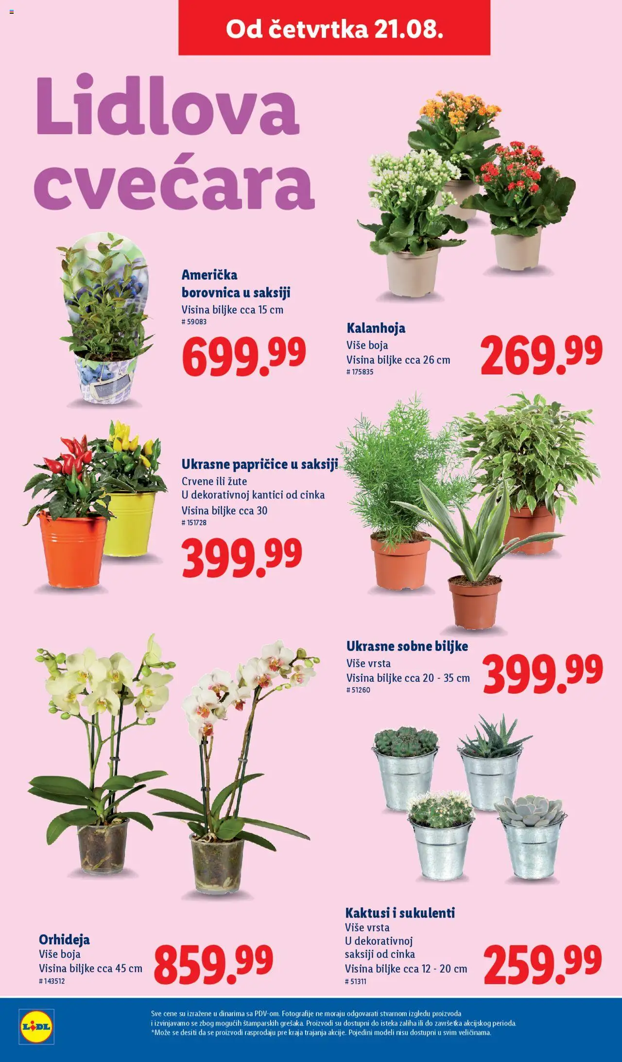 Lidl katalog - važi od 21.08.2025 | Strana: 52 | Proizvode: Kalanhoja, Borovnica, Sobne biljke, Orhideja