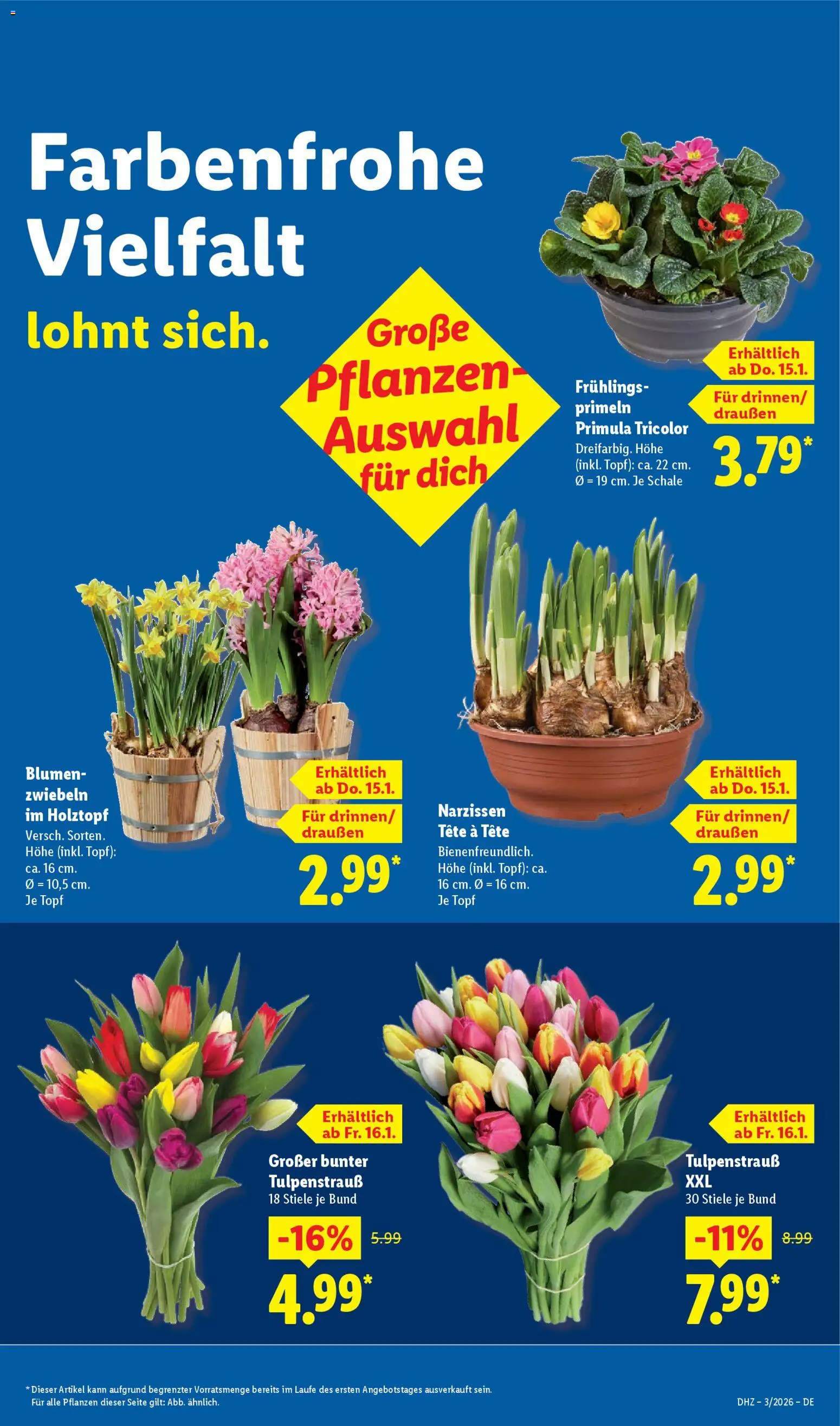Lidl Prospekt Hilders – gültig ab 12.01.2026 | Seite: 17 | Produkte: Blumen, Zwiebeln