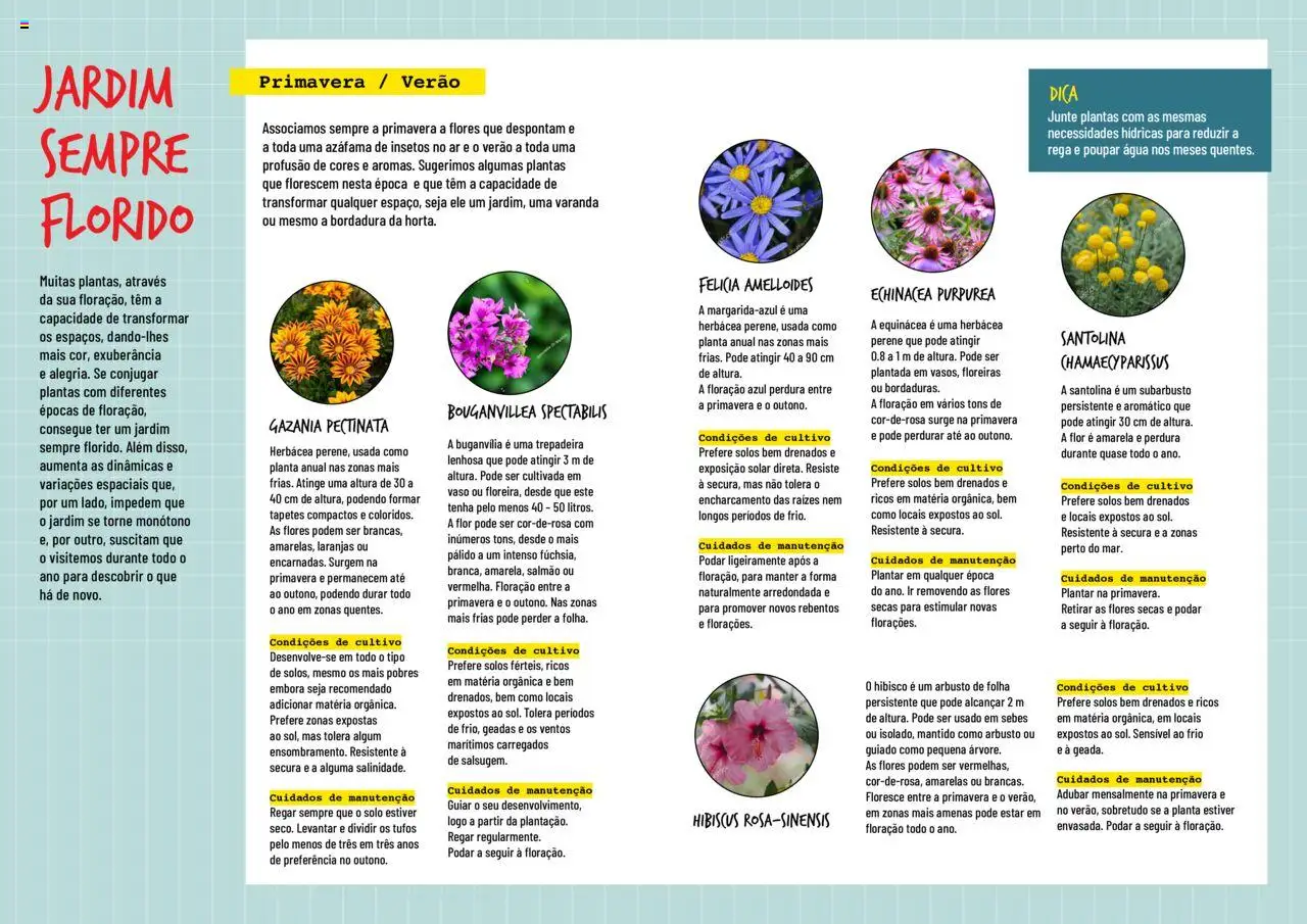 BricoMarché Plantas Floridas │ válido de 17.01.2024 | Página: 2 | Produtos: Flores, Salmão, Vaso, Laranjas