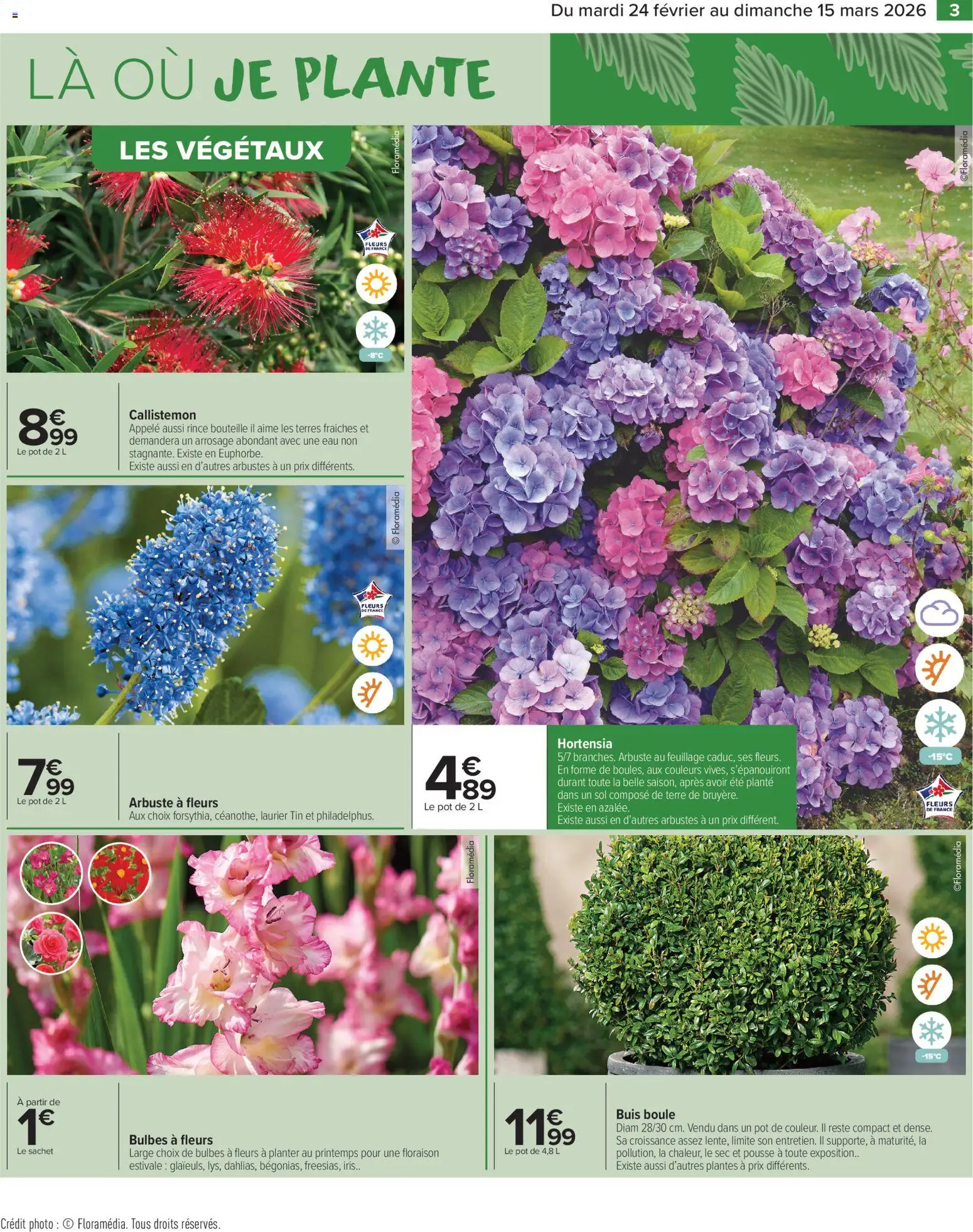 {H1} | Page: 5 | Produits: Hortensia, Plantes
