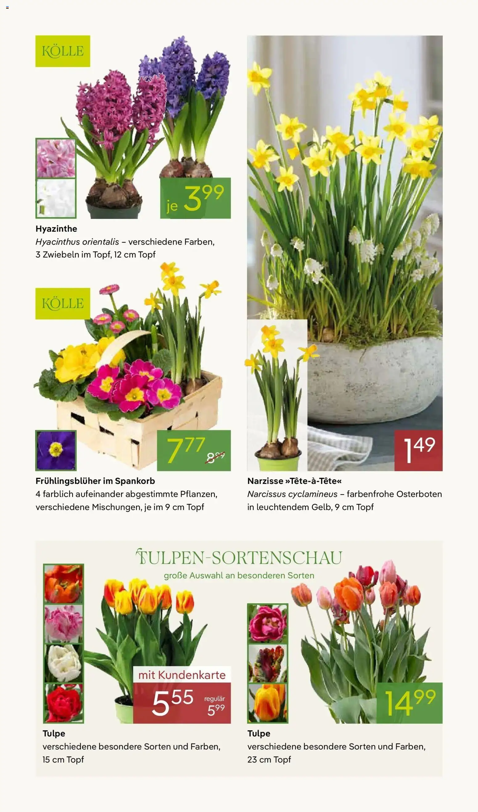 Pflanzen-Kölle - Pflanzen-Kölle: Weltfrauentag – gültig ab 02.03.2026 | Seite: 5 | Produkte: Zwiebeln