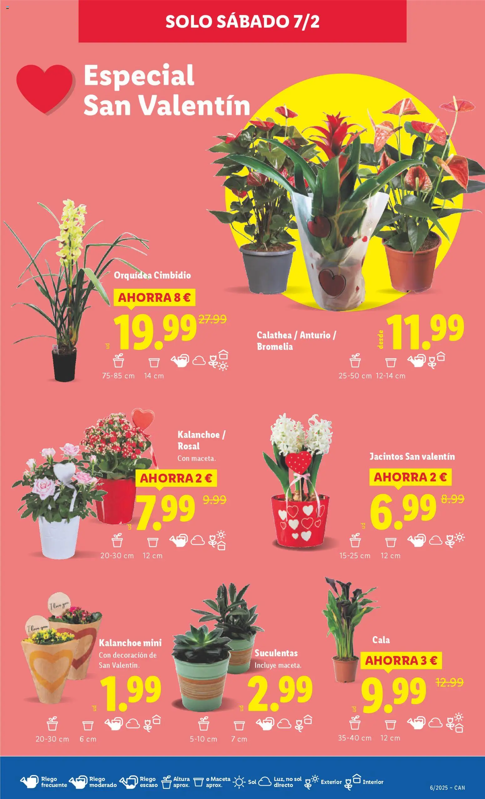 Lidl - Canarias │ válido desde el 02.02.2026 | Página: 43 | Productos: Maceta