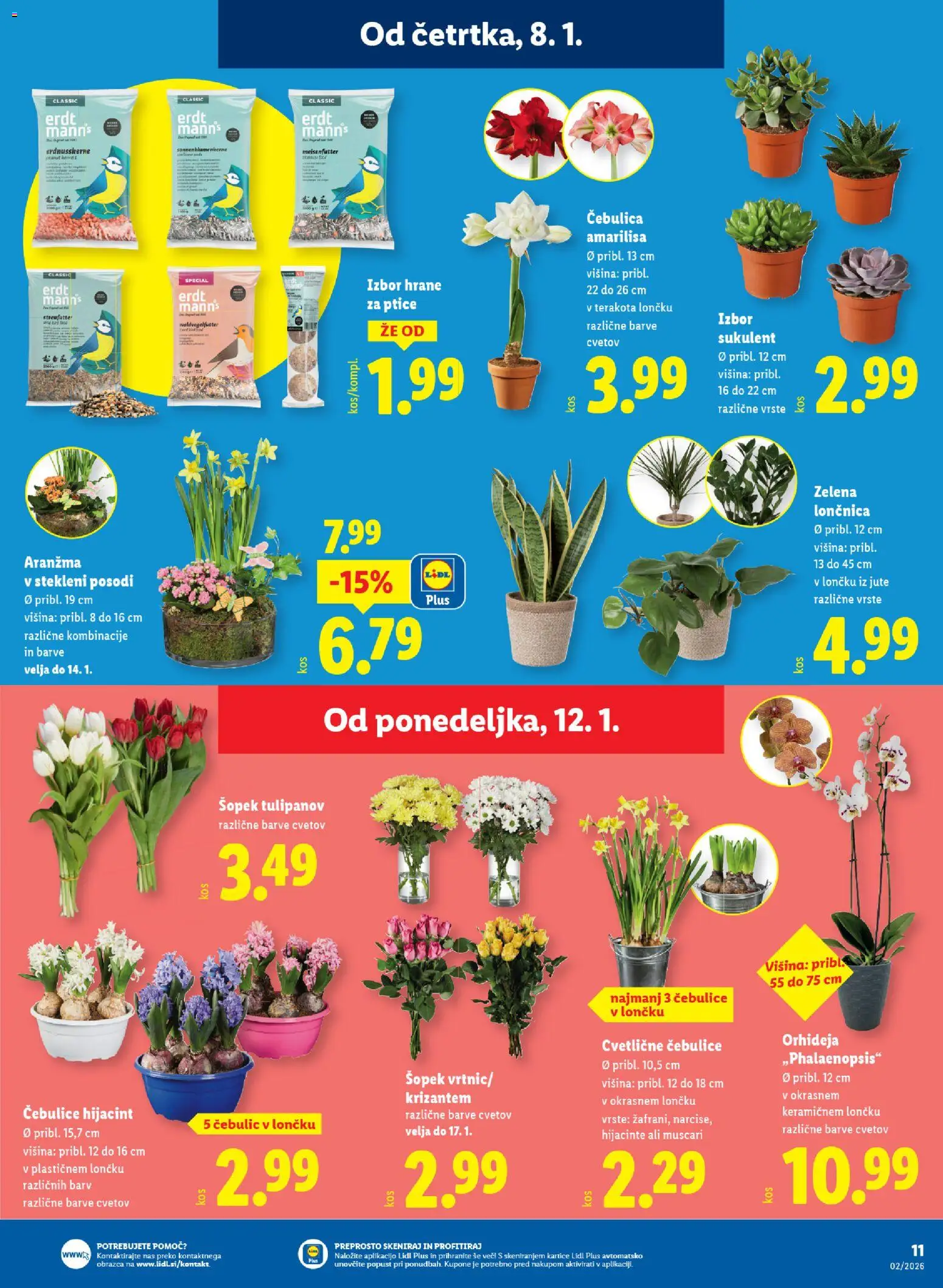 Novi Lidl katalog ponudbe – veljaven od 08.01.2026 | Stran: 13 | Izdelki: Šopek, Zelena