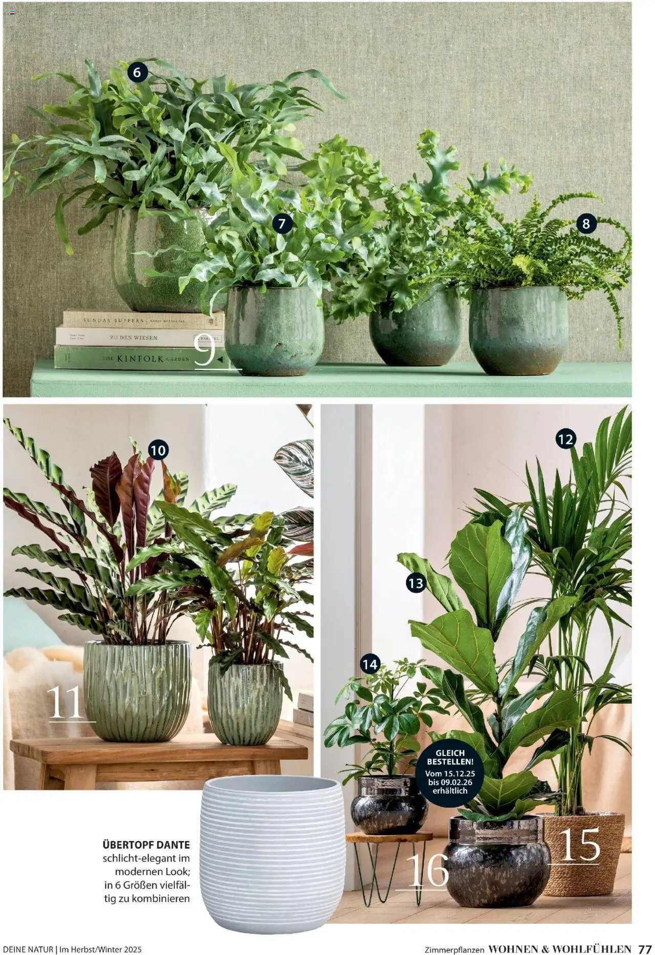 Dehner Prospekt Deine Natur – gültig ab 09.10.2025 | Seite: 77