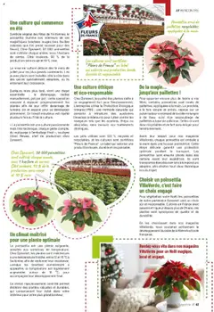 VillaVerde - Prévisualisation de VillaVerde catalogue valide à partir de 19.09.2025 | Page: 41 | Produits: Poinsettia, Base, Mais, Colle