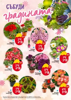 Преглед на Мушкато саксия Ф10,5*, Мушкато в саксия с диаметър 10,5 см. - Офертите са валидни от 26.03.2026 | Страница: 48 | Продукти: Саксия