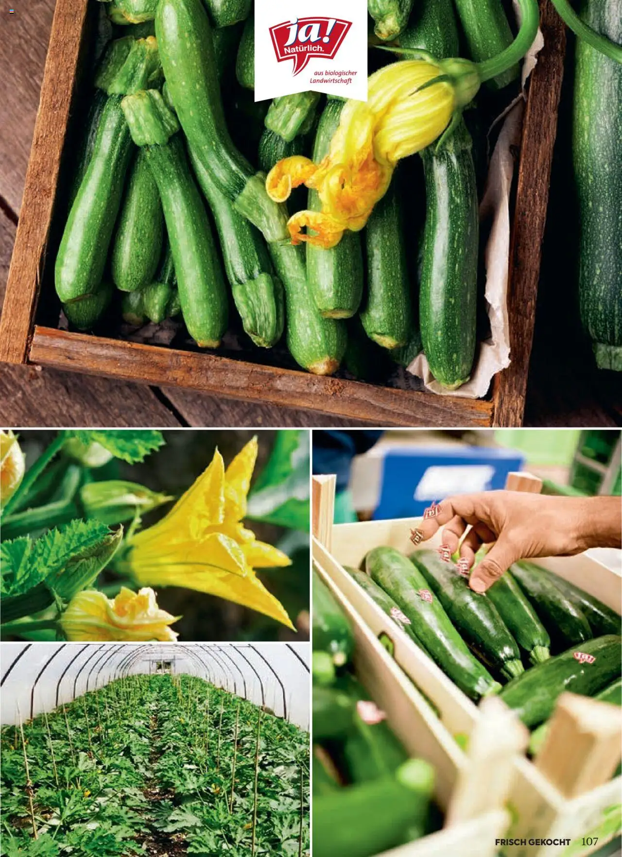 Billa Frisch Gekocht gültig ab 01.10.2025 | Seite: 105