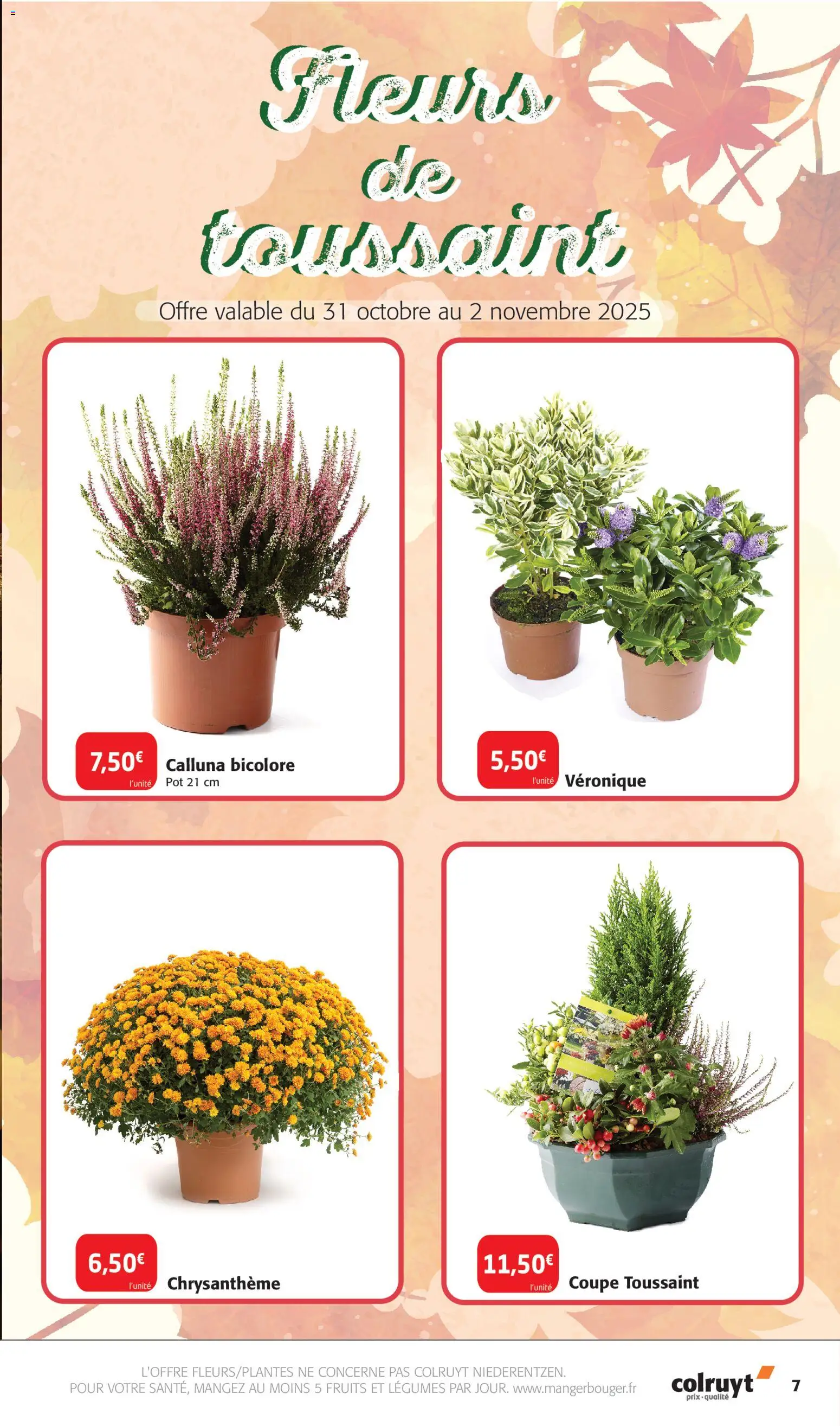 {H1} | Page: 7 | Produits: Chrysanthème