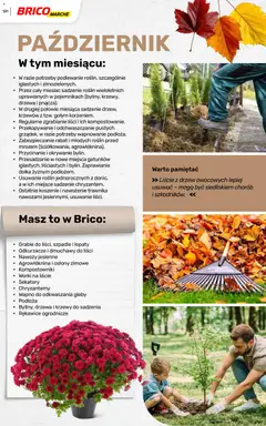 Pogląd oferty "Brico Marché gazetka - Wiosna" - ważna od 04.03.2026 | Strona: 131 | Produkty: Chryzantemy