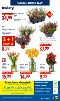Kwiaty, Flowers from Monday, 15.09 od 15.09.2025 | Strona: 61 | Produkty: Wrzos, Doniczki, Kwiaty