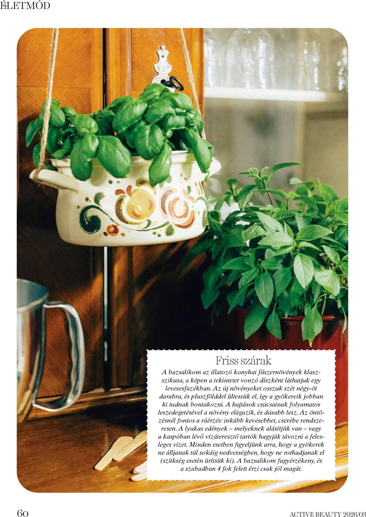 DM Drogerie Markt akciós ujság - amely érvényes a következő dátumtól: 26.03.2026 | Oldal: 60 | Termékek: Edények, Bazsalikom