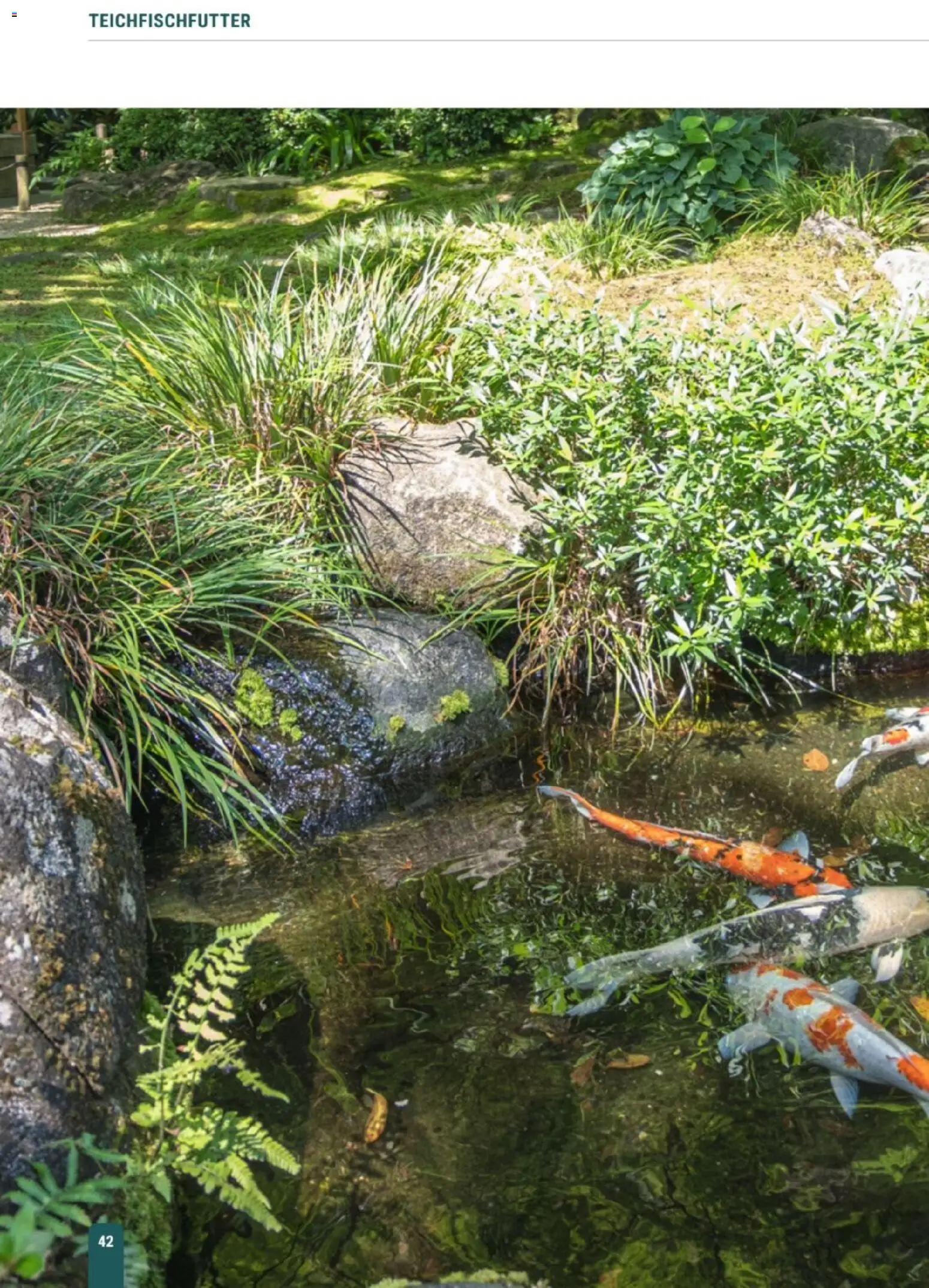 zookauf Themenkatalog Teich – gültig ab 23.03.2026 | Seite: 42