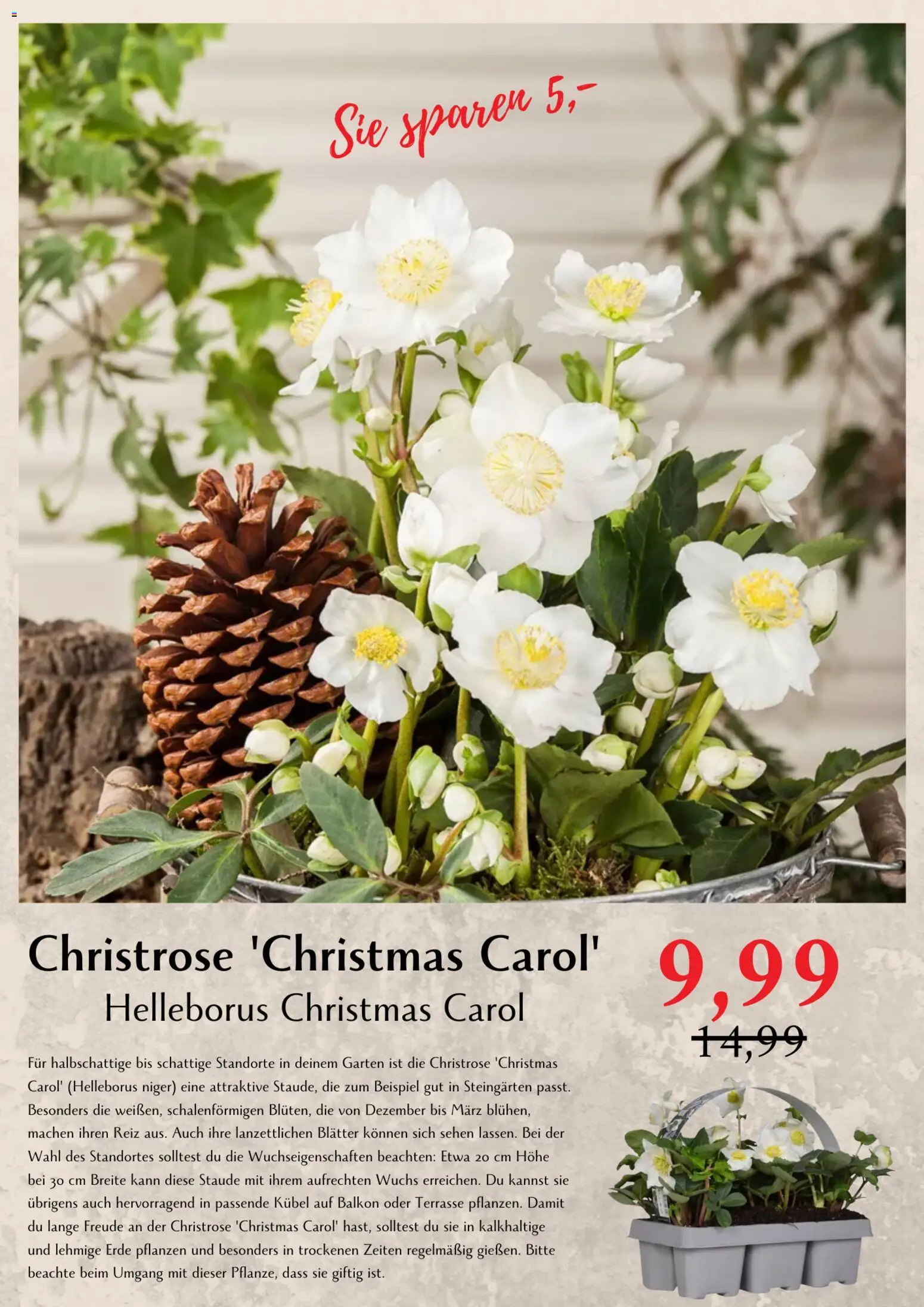 bellaflora Flugblatt gültig ab 06.03.2026 | Seite: 2