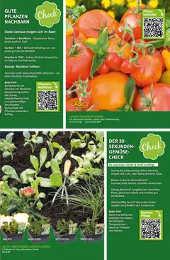 Blumen Risse Prospekt 	 ab 16.04.2026 gültig | Seite: 3 | Produkte: Kartoffeln, Chili, Dill, Salat