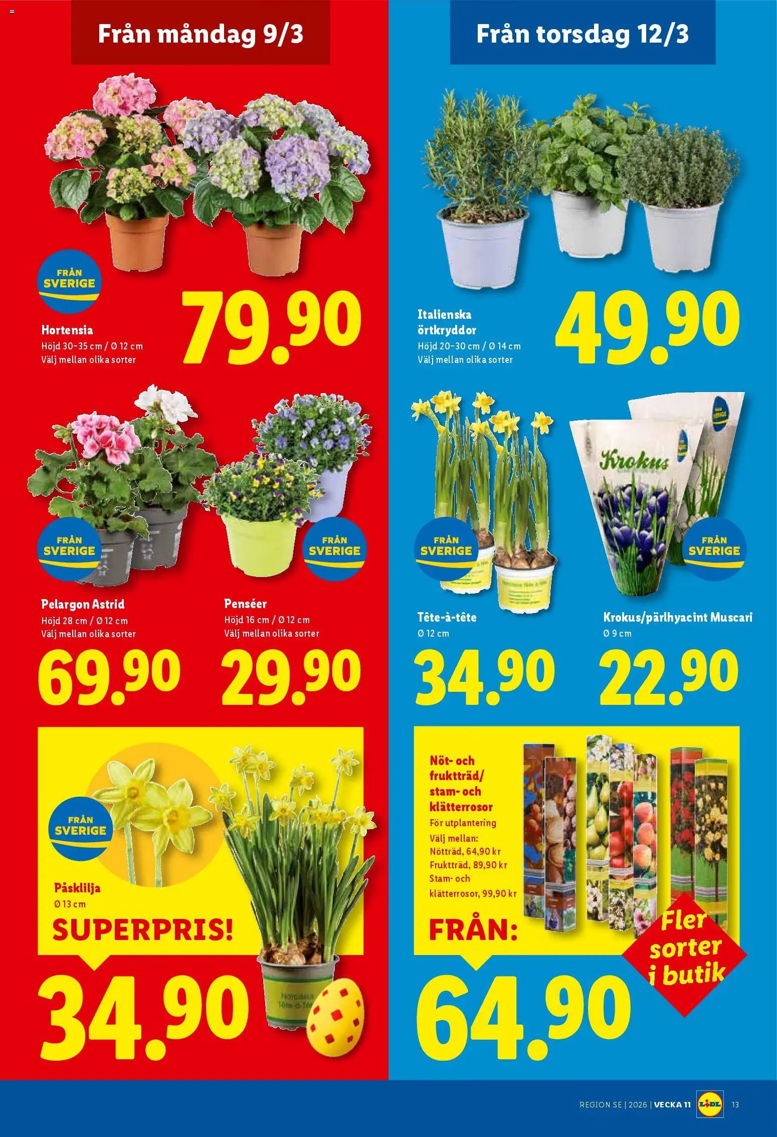Lidl reklamblad aktuell från 09.03.2026 | Sida: 19 | Produkter: Pelargon