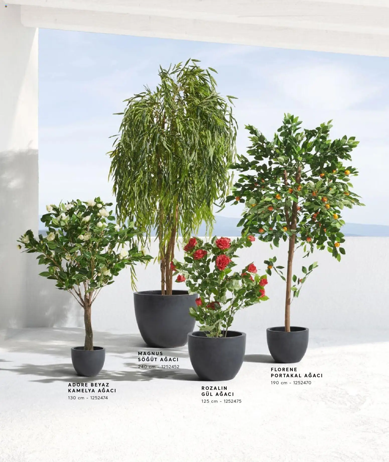 Mudo - Katalog  Ağaç 2026 - 01.01.2026 tarihinden itibaren geçerlidir | Sayfa: 20 | Ürünler: Gül, Portakal