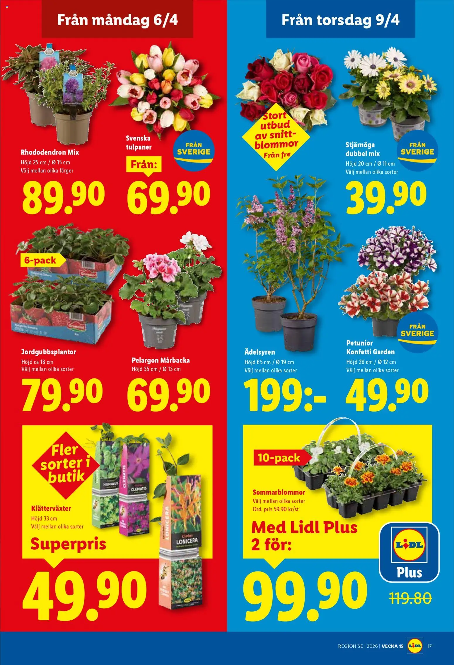 Lidl reklamblad aktuell från 06.04.2026 | Sida: 20 | Produkter: Pelargon, Stjärnöga