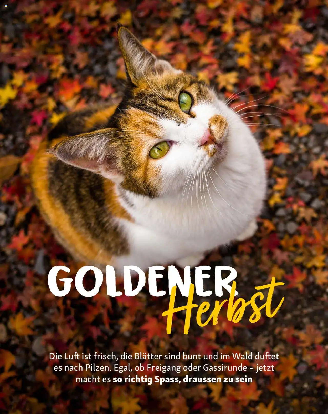Fressnapf Magazin – gültig ab 01.09.2025 | Seite: 11