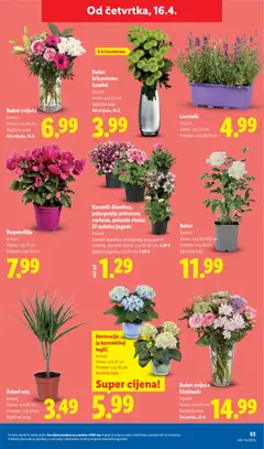 Karanfil dianthus, pelargonija peltatum, verbena, potunia viseća ili sadnica jagode, Komad, Karanfil dianthus, pelargonija peltatum ili verbena, potunia viseća, cca 20-25 cm, 1.29 €, Sadnica jagode, cca 25 cm, 1.49 € - Pregled kataloga iz trgovine Lidl, vrijedi od 13.04.2026 | Stranica: 53 | Proizvodi: Jagode
