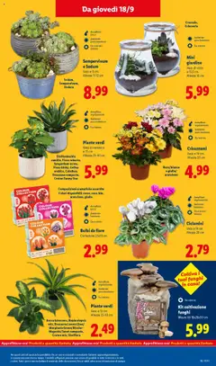 Volantino Lidl del 15.09.2025 | Pagina: 47 | Prodotti: Funghi, Crisantemi, Vaso
