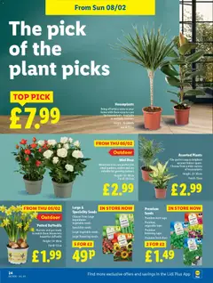 Preview of Lidl - Lidl Weekly valid from 05.02.2026 | Page: 24 | Products: Herb, Pot, Roses, Watch