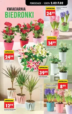 Pogląd oferty "Biedronka gazetka" - ważna od 02.02.2026 | Strona: 31 | Produkty: Doniczki