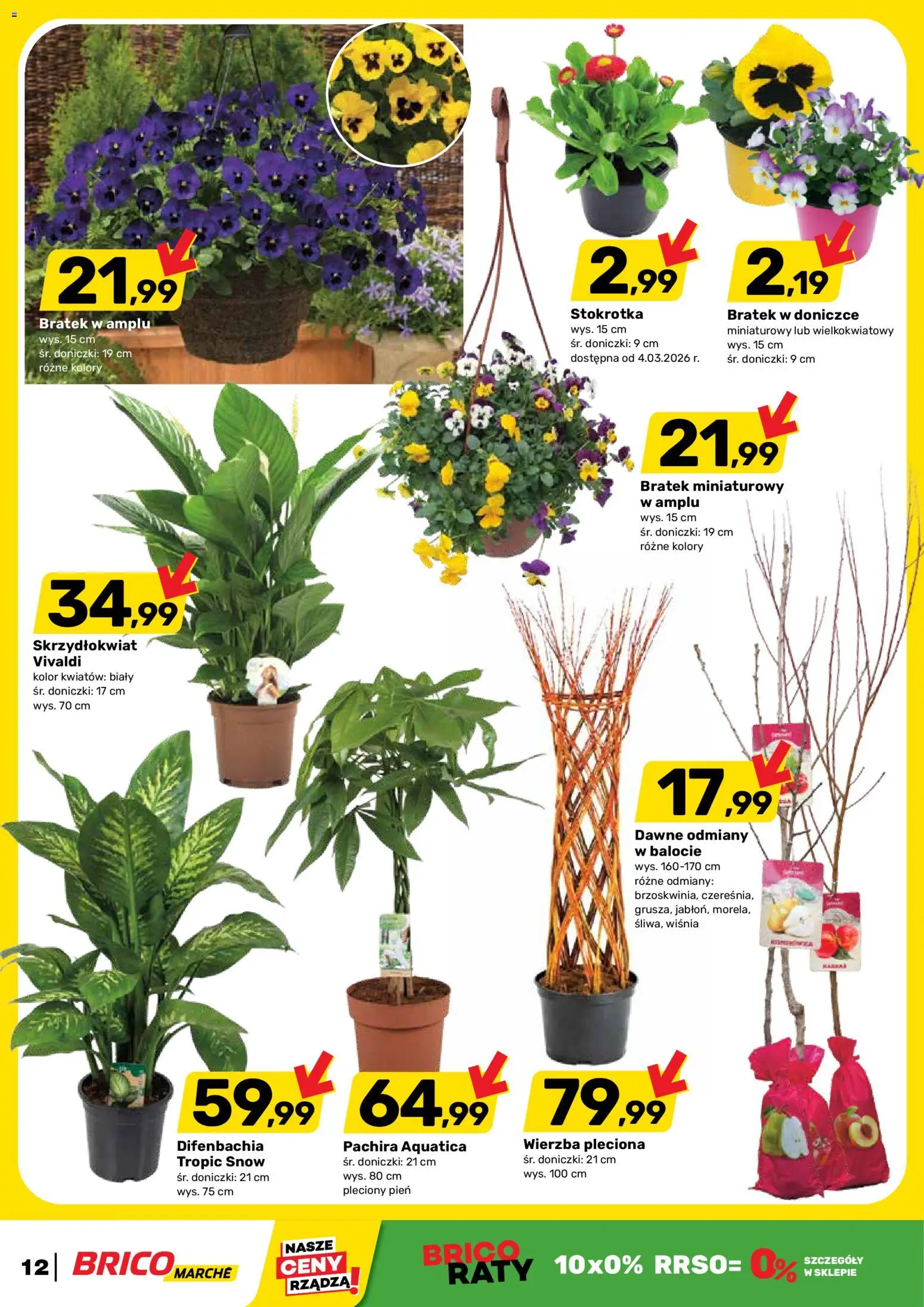 Brico Marché gazetka od 11.03.2026 | Strona: 12 | Produkty: Stokrotka, Doniczki
