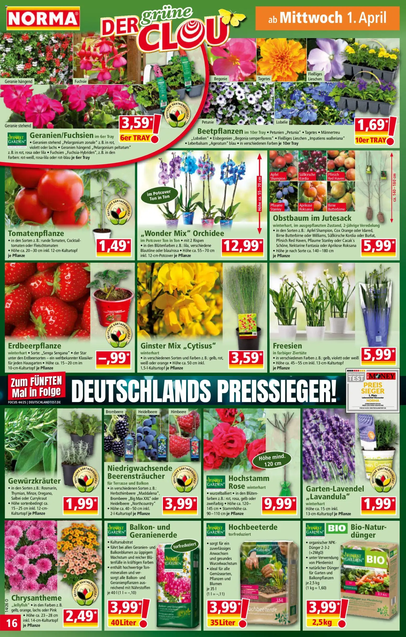 Norma Prospekt 	 – gültig ab 30.03.2026 | Seite: 17 | Produkte: Blumen, Tomaten, Nektarine, Himbeere