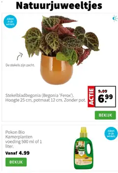 Intratuin - Folder - Voorbeeld van een folder van Intratuin, geldig van 19.01.2026 | Pagina: 2 | Producten: Kamerplanten