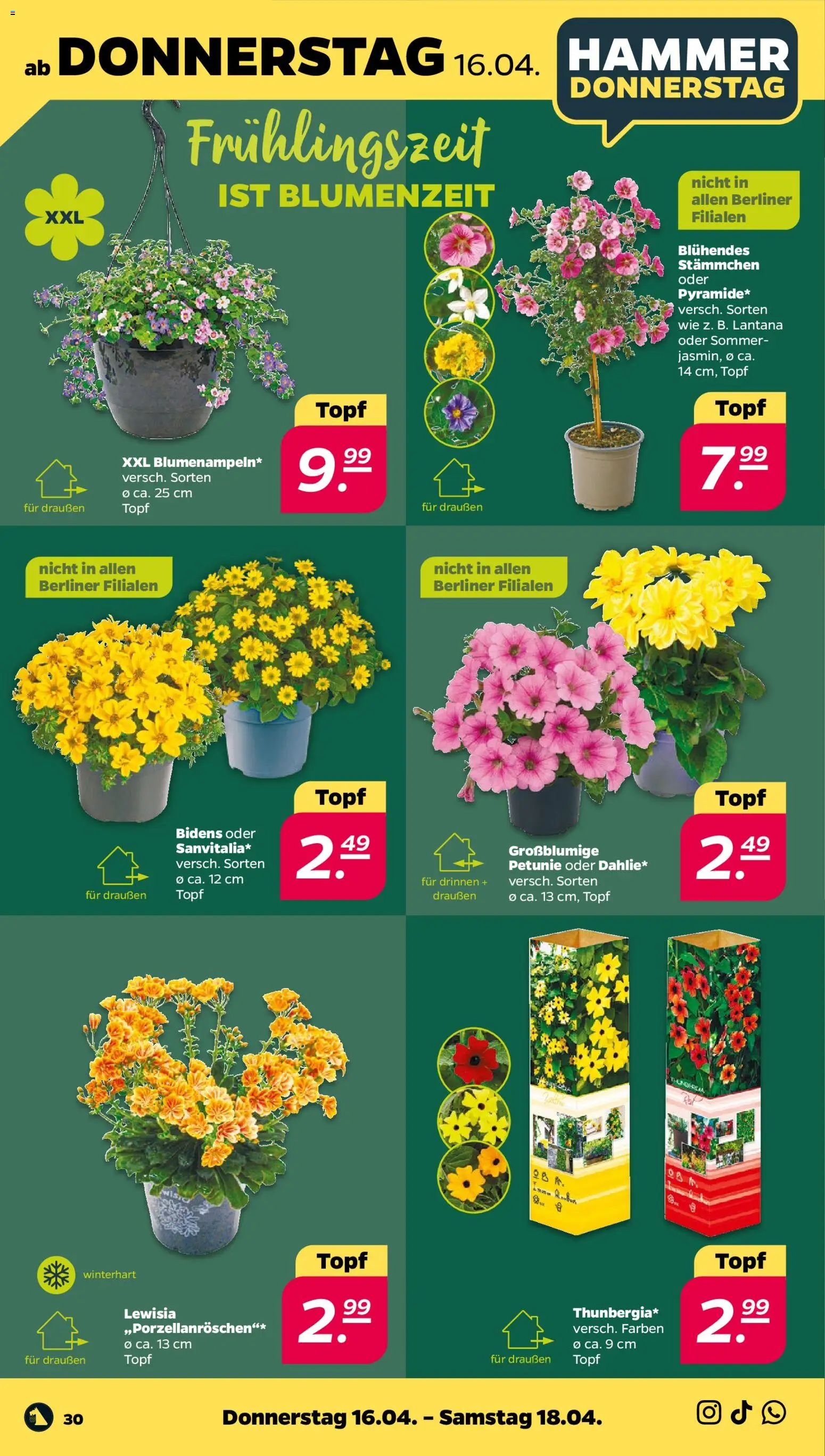 Netto Prospekt 	 – gültig ab 13.04.2026 | Seite: 34 | Produkte: Berliner