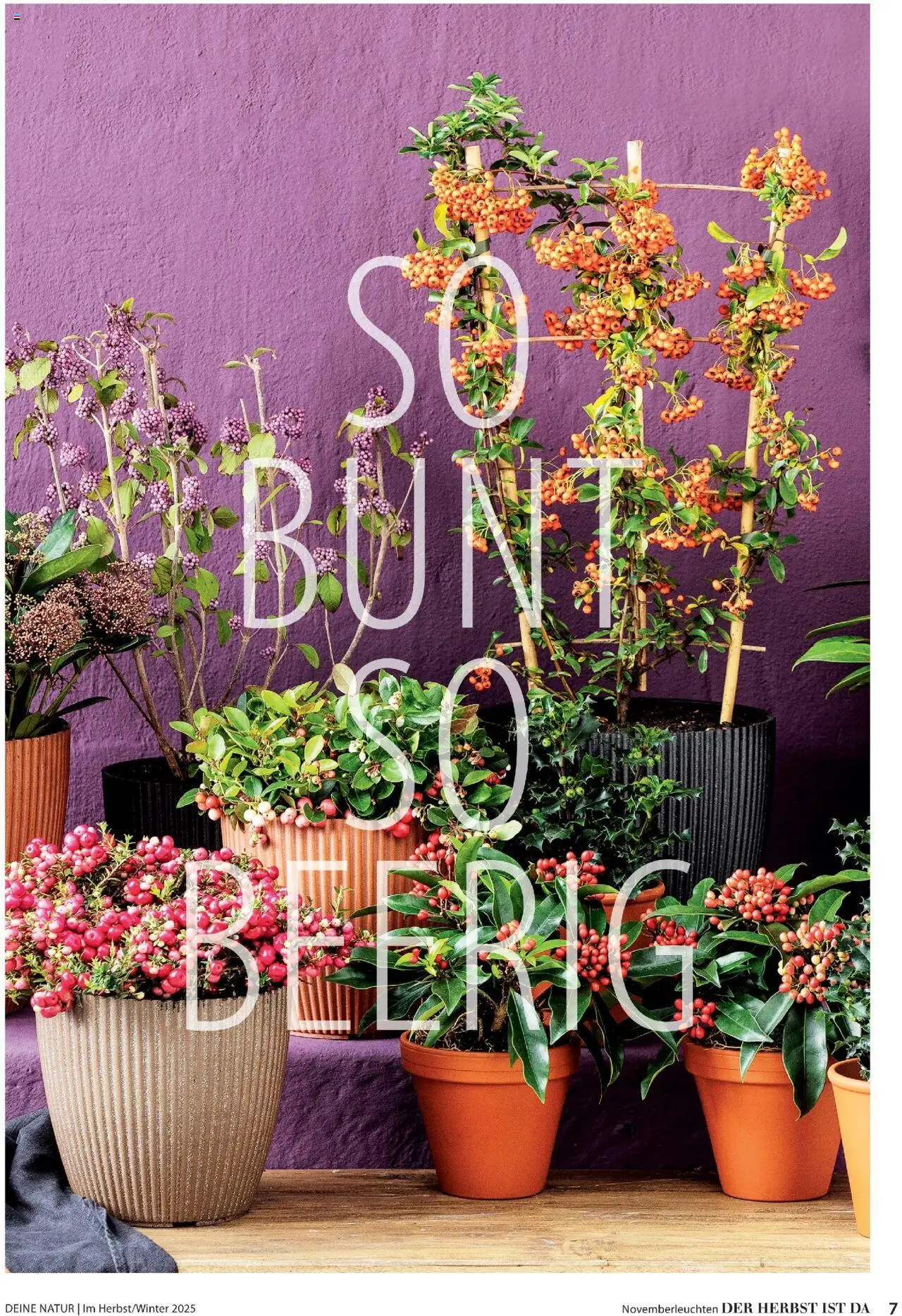 Dehner Prospekt Deine Natur – gültig ab 09.10.2025 | Seite: 7