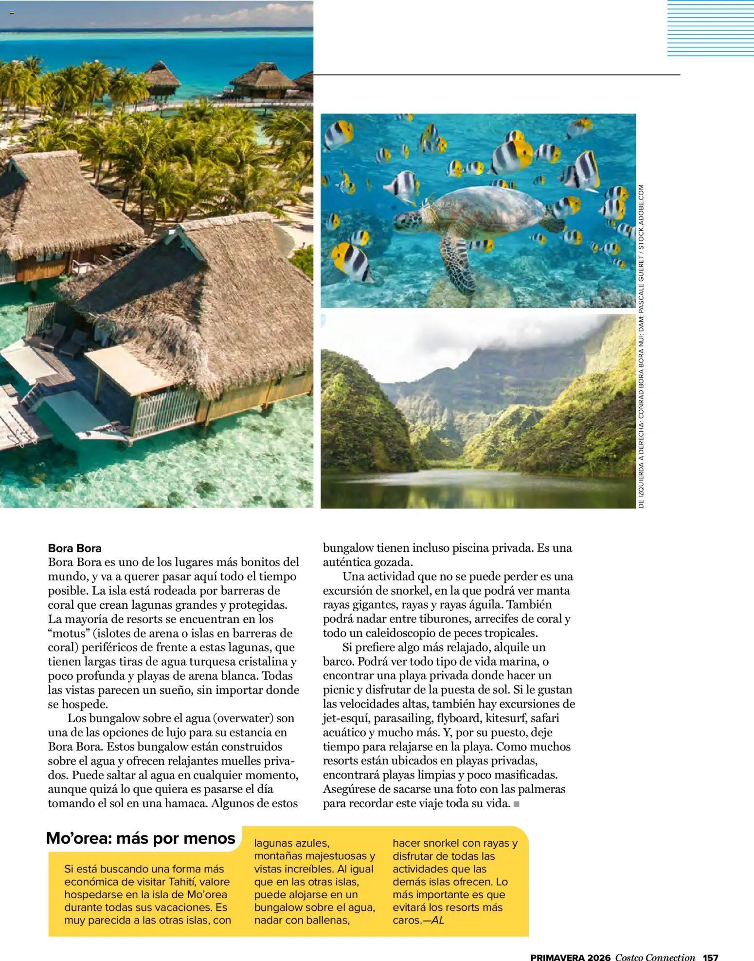 Costco catálogo │ válido desde el 19.03.2026 | Página: 157 | Productos: Palmeras, Manta