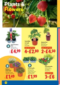 Preview of Lidl - Super Savers valid from 26.03.2026 | Page: 28 | Products: Broccoli, Pot, Plant pot, Strawberry