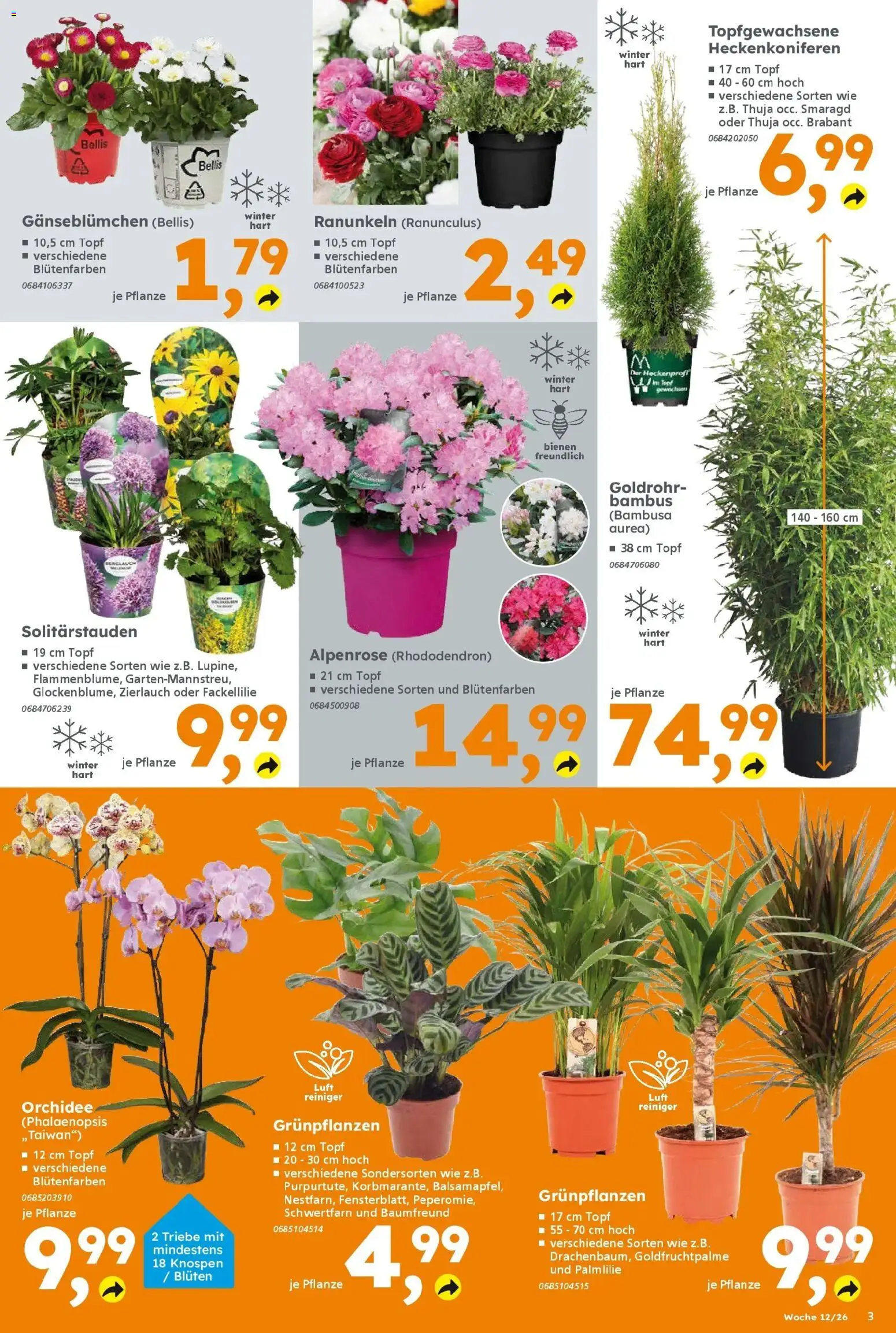Globus Baumarkt Prospekt Lahnstein	 – gültig ab 16.03.2026 | Seite: 3 | Produkte: Orchidee