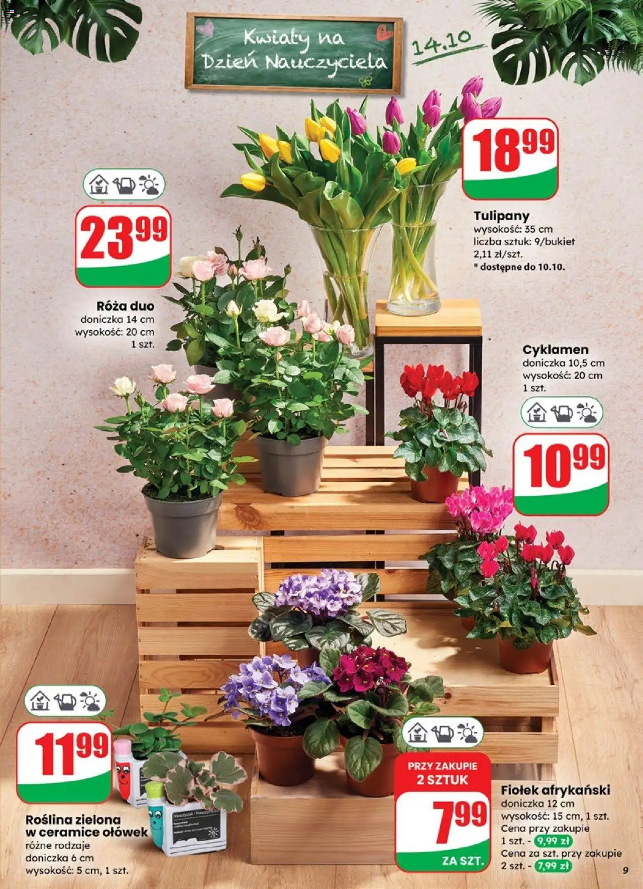 Dino Gazetka od 08.10.2025 | Strona: 9 | Produkty: Doniczka, Tulipany, Kwiaty
