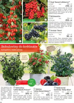 Starkl katalog podzim 2025 od 01.08.2025 | Strana: 10 | Produkty: Čaj, Maliny, Rostliny, Rošt