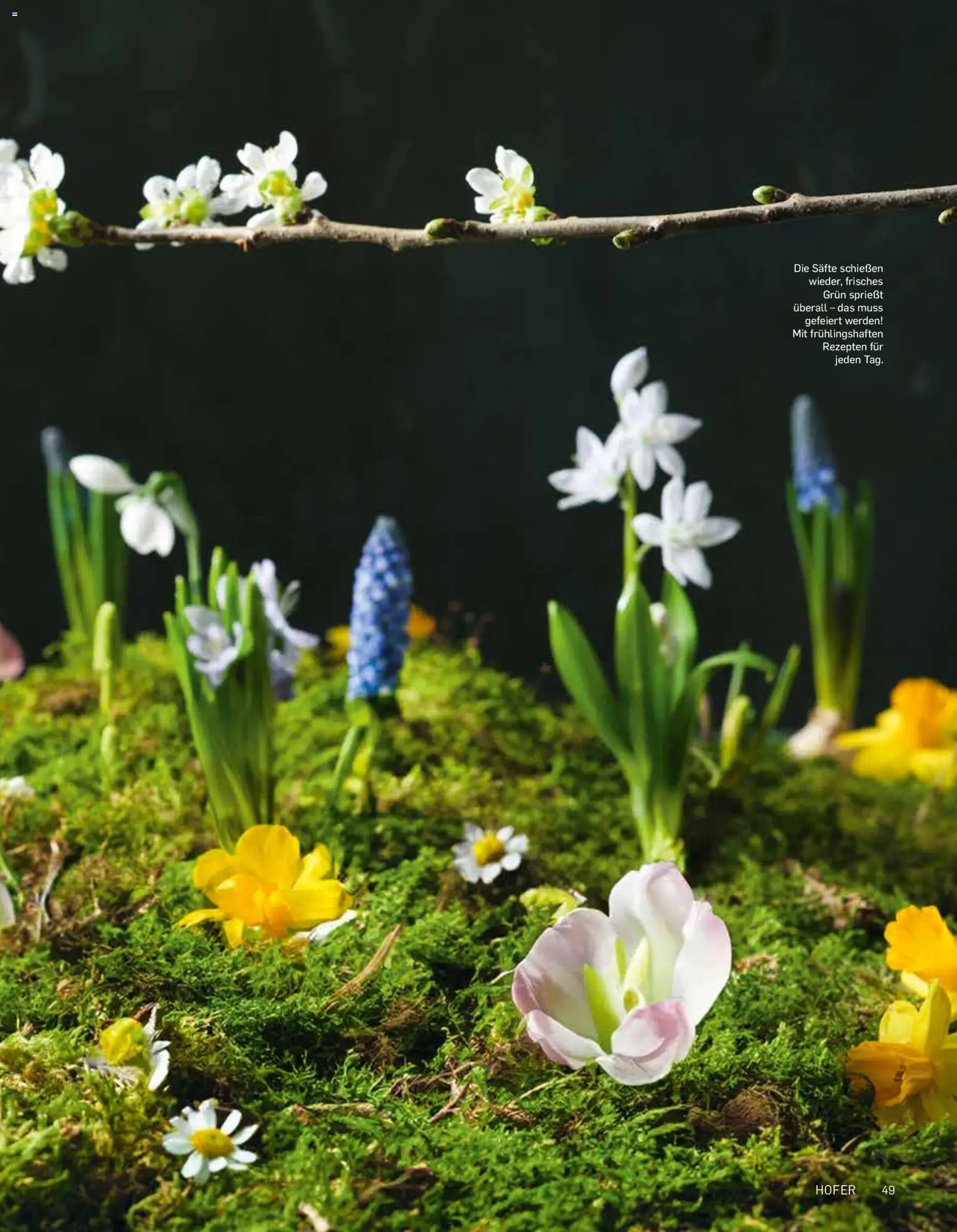 Hofer AT akciós ujság - amely érvényes a következő dátumtól: 04.09.2025 | Oldal: 49