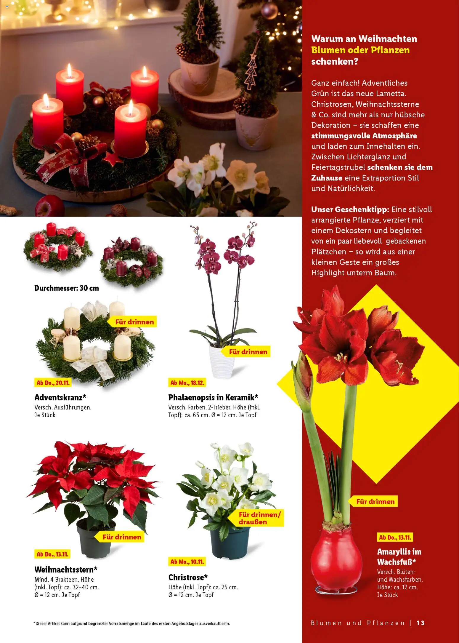 Lidl - Black Friday – gültig ab 31.10.2025 | Seite: 13 | Produkte: Blumen