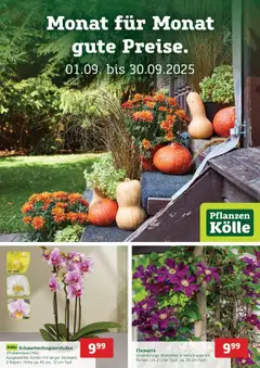 Pflanzen-Kölle Prospekt 	 ab 31.08.2025 gültig