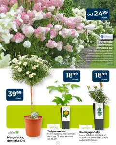 Pogląd oferty "Mrówka gazetka" - ważna od 23.04.2026 | Strona: 11 | Produkty: Doniczka