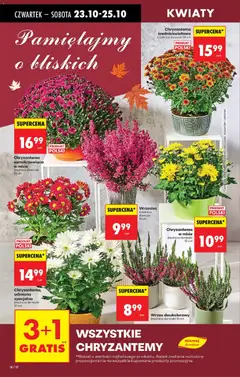 Pogląd oferty "Wrzos dwukolorowy, średnica doniczki 11 cm" - ważna od 23.10.2025 | Strona: 20 | Produkty: Wrzos, Chryzantemy, Doniczki, Kwiaty