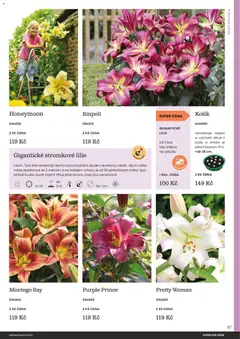 Náhled letáku Starkl katalog od 25.02.2026 | Strana: 87 | Produkty: Košík, Cibule
