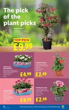 Preview of Lidl - Weekly valid from 16.04.2026 | Page: 20 | Products: Pot, Fragrance, Petunia, Kumina