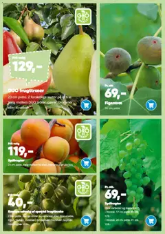 Bilka - Påske gyldig fra 09.03.2026 | Side: 11 | Produkter: Blommer