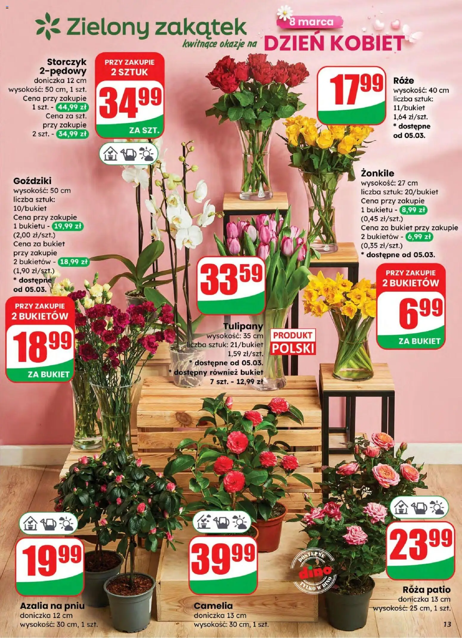 Dino gazetka od 04.03.2026 | Strona: 13 | Produkty: Goździki, Azalia na pniu, Storczyk, Tulipany