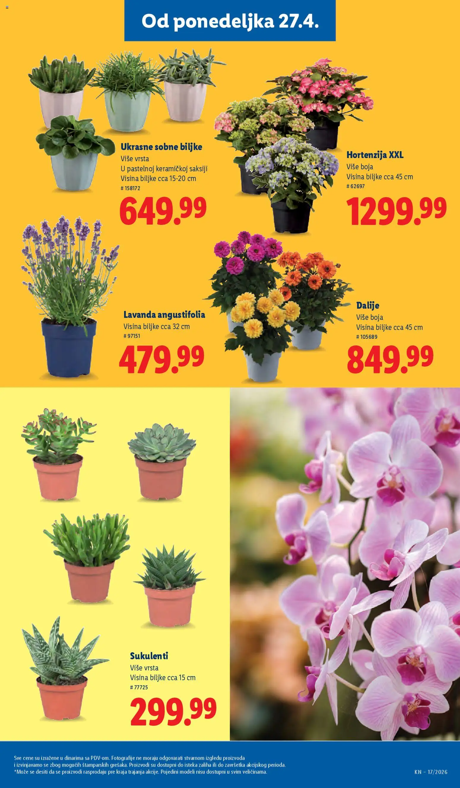 Lidl katalog - važi od 23.04.2026 | Strana: 69 | Proizvode: Sobne biljke