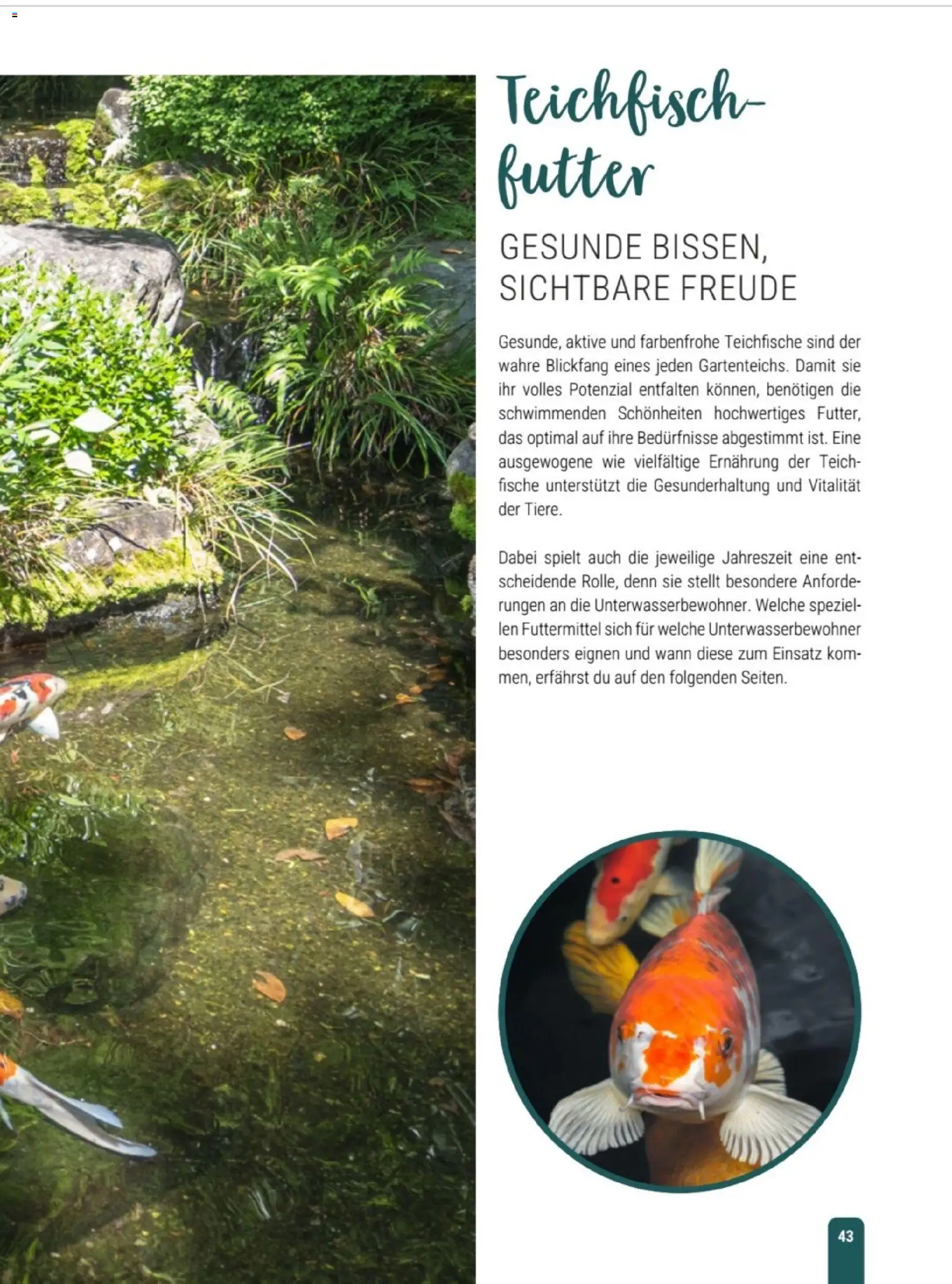 zookauf Themenkatalog Teich – gültig ab 23.03.2026 | Seite: 43 | Produkte: Butter